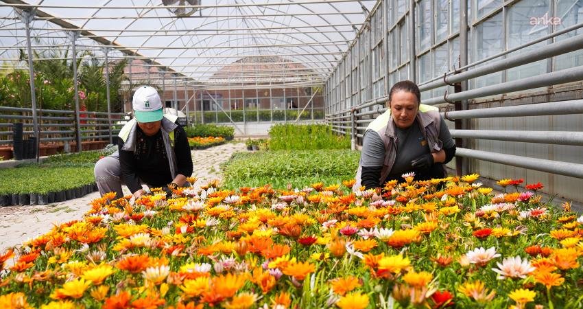 Tepebaşı Belediyesi Park ve Bahçeler Müdürlüğü’ne bağlı seralarda yetiştirilen çiçekler,