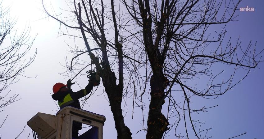 Tepebaşı’nda budama çalışmaları sürüyor Tepebaşı Belediyesi ekipleri, ilçe genelinde bulunan cadde, sokak ve parklarda