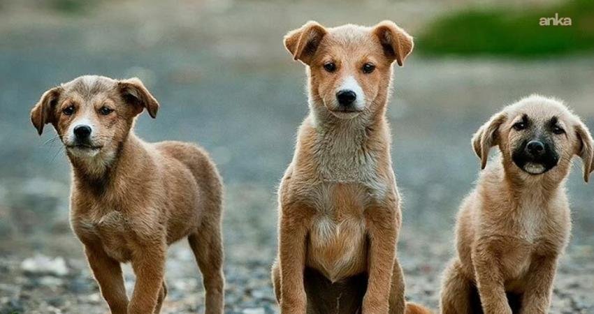 Türkiye Hayvanları Koruma Vakfı Başkanı Paçalı: “Kapasitesi dolu olan belediyelerin, 30 günden kısa sürede ‘toplama’ yapması ölümlere davetiye çıkarmaktır” Türkiye Hayvanları Koruma Vakfı Başkanı Erman Paçalı, sahipsiz köpeklerin toplatılmasına ilişkin