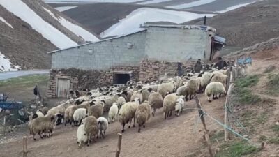 Van'ın Çatak ilçesinde besiciler masraflarının yüksek olduğunu ve para kazanamadıklarını