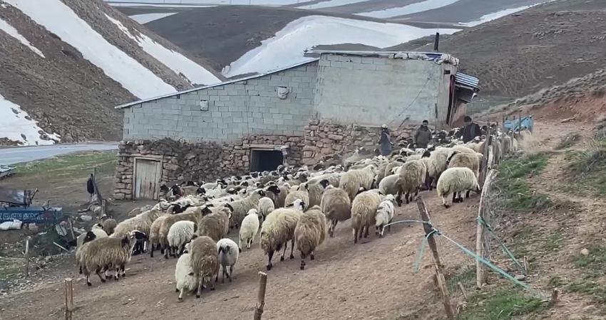 Van'ın Çatak ilçesinde besiciler masraflarının yüksek olduğunu ve para kazanamadıklarını