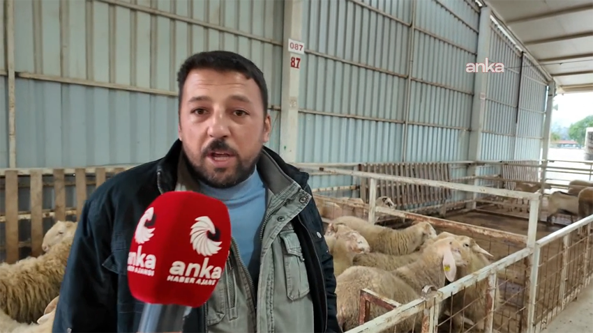 Nazilli Ticaret Borsası Hayvan Pazarı’nda satış yapamamaktan dert yanan üreticiler: Kurban kesmek artık lüks değil, ultra lüks Aydın'ın Nazilli ilçesinde hayvan pazarında kurbanlık satışı yapmaya çalışan üreticiler,