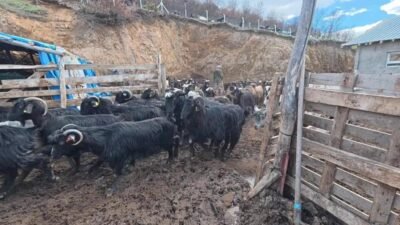 Yozgat’ın Akdağmadeni ilçesinde damızlık keçi yetiştiriciliği yapan Erkan Taştan, yem