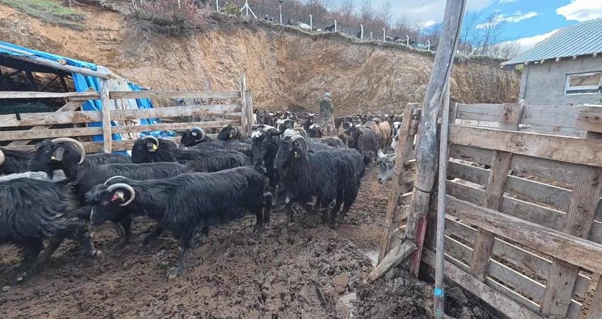 Yozgat’ın Akdağmadeni ilçesinde damızlık keçi yetiştiriciliği yapan Erkan Taştan, yem