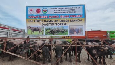 Yozgat’ta yok olmaya yüz tutan manda yetiştiriciliğini yaygınlaştırmak, manda sayısını