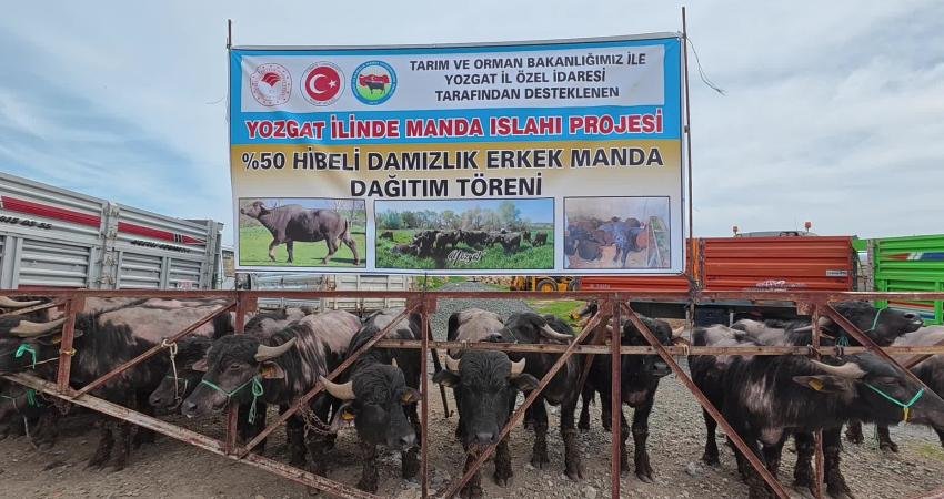 Yozgat’ta yok olmaya yüz tutan manda yetiştiriciliğini yaygınlaştırmak, manda sayısını