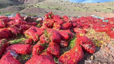 Yozgat’ta en fazla soğan, patates üretiminin yapıldığı Kümbet Ova bölgesinde