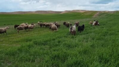 Tarımsal üretimde girdi maliyetlerinin yükselmesi, destekleme ödemelerinin zamanında yapılmaması Yozgat’ta