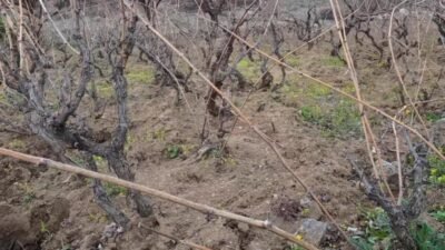 Yaklaşık 22 bin 500 dekar alanda bağcılık faaliyetinin yapıldığı Yozgat'ta,