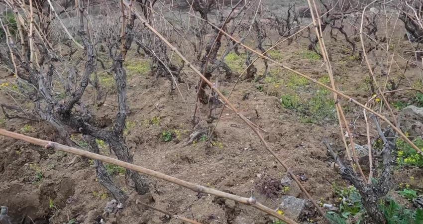 Yaklaşık 22 bin 500 dekar alanda bağcılık faaliyetinin yapıldığı Yozgat'ta,