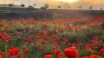 Türkiye’nin en yüksek dağı olan Ağrı Dağı’nın eteklerinde bulunan tarla