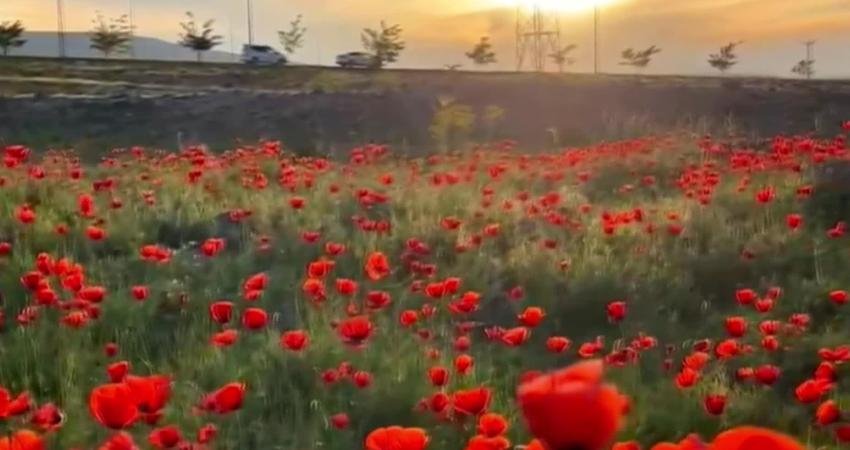 Türkiye’nin en yüksek dağı olan Ağrı Dağı’nın eteklerinde bulunan tarla