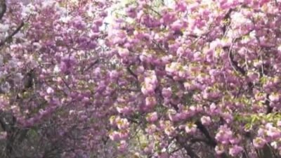 Ankara Büyükşehir Belediyesi, baharın simgesi hâline gelen sakura ağaçlarının sağlıklı