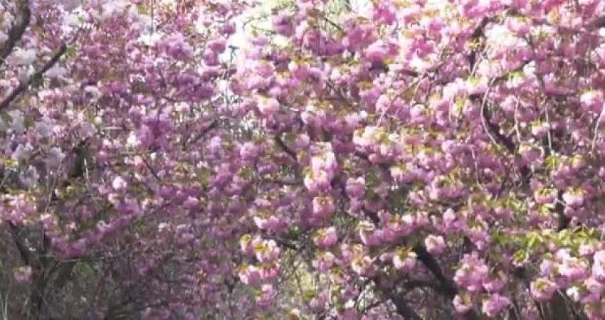 Ankara Büyükşehir Belediyesi, baharın simgesi hâline gelen sakura ağaçlarının sağlıklı