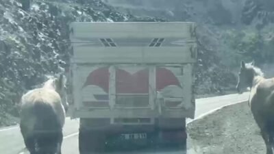 Artvin-Ardahan karayolunda biri aksayarak yürüyen iki atın kamyonun arkasına bağlandığı