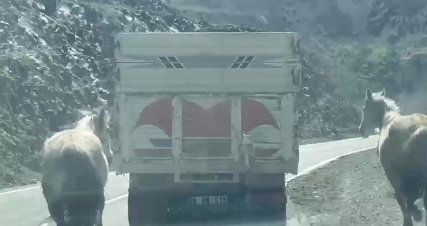 Artvin-Ardahan karayolunda biri aksayarak yürüyen iki atın kamyonun arkasına bağlandığı