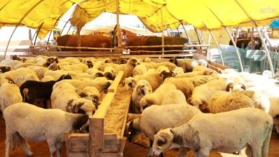 Kurban Bayramı süresince Ataşehir’de kurban kesim işlemlerinin sağlıklı, hijyenik ve