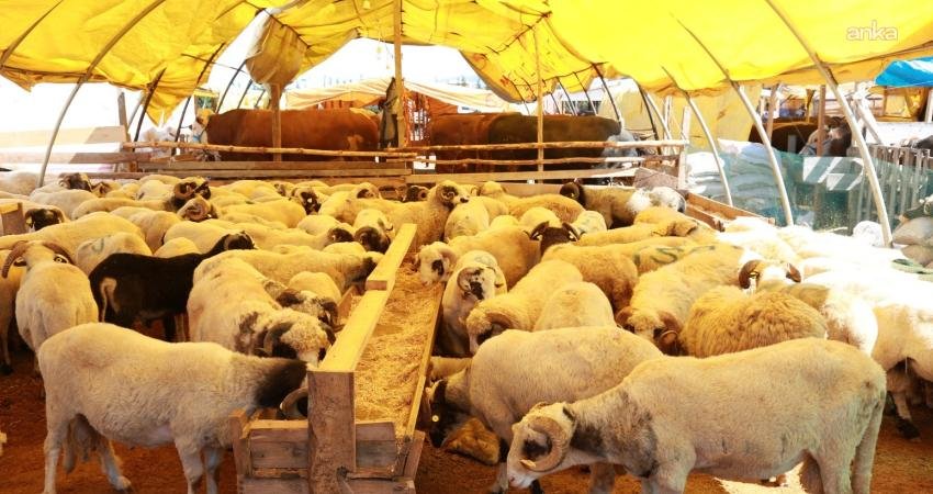 Kurban Bayramı süresince Ataşehir’de kurban kesim işlemlerinin sağlıklı, hijyenik ve