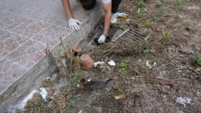 Bilecik Belediyesi Veteriner İşleri Müdürlüğü ekipleri, cadde üzerindeki mazgala sıkışan
