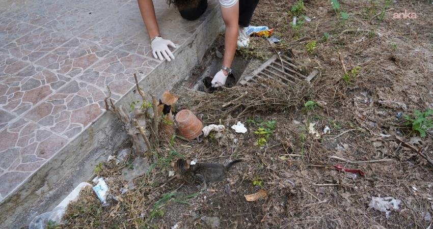 Bilecik Belediyesi Veteriner İşleri Müdürlüğü ekipleri, cadde üzerindeki mazgala sıkışan