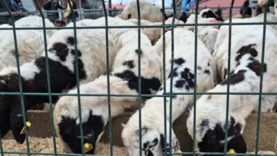 Bingöl Kurbanlık Hayvan Pazarı'nda satışlar geçen yıllara göre durgun geçiyor.