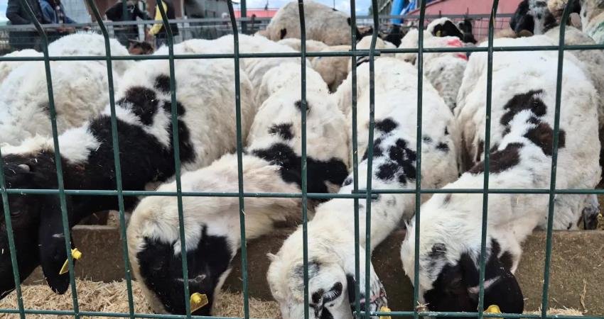 Bingöl Kurbanlık Hayvan Pazarı'nda satışlar geçen yıllara göre durgun geçiyor.