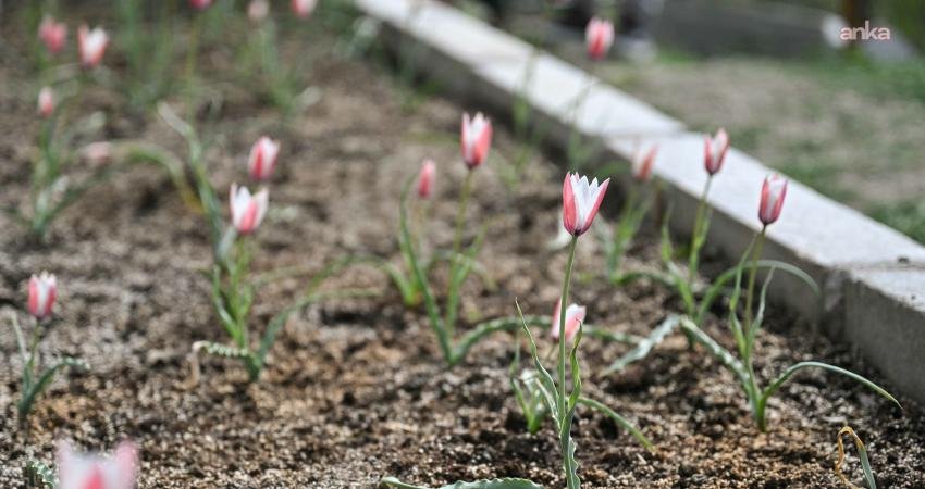 Bornova Belediyesi, ilçenin yok olma tehlikesi altındaki ekolojik mirası Bornova