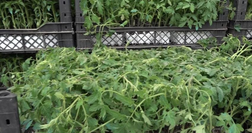 Bornova Belediyesi, ilçedeki 12 kırsal mahallede üreticilere toplam 150 bin