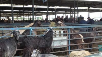 Kurban Bayramı öncesinde Burdur Hayvan Pazarı'nda da beklenen hareketlilik görülmedi.