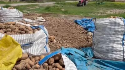 CHP Niğde Milletvekili Ömer Fethi Gürer, Ağcaşar köyünde patates üreticileriyle