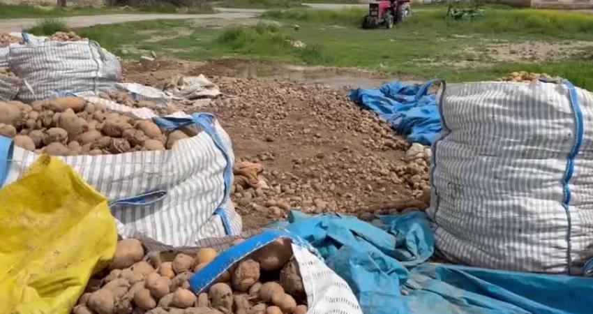 CHP Niğde Milletvekili Ömer Fethi Gürer, Ağcaşar köyünde patates üreticileriyle