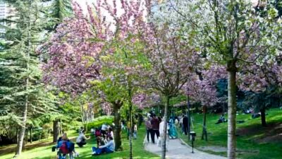 Ankara Büyükşehir Belediyesi, baharın simgesi hâline gelen sakura ağaçlarının sağlıklı
