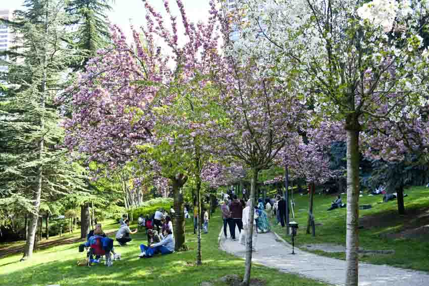 Ankara Büyükşehir Belediyesi, baharın simgesi hâline gelen sakura ağaçlarının sağlıklı