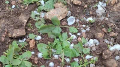 Gaziantep’te etkili olan olumsuz hava koşulları tarım alanlarında ciddi zarara
