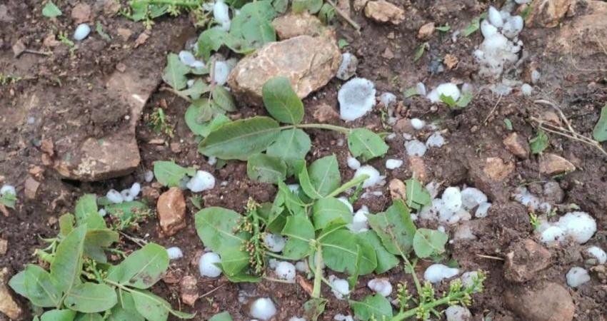 Gaziantep’te etkili olan olumsuz hava koşulları tarım alanlarında ciddi zarara