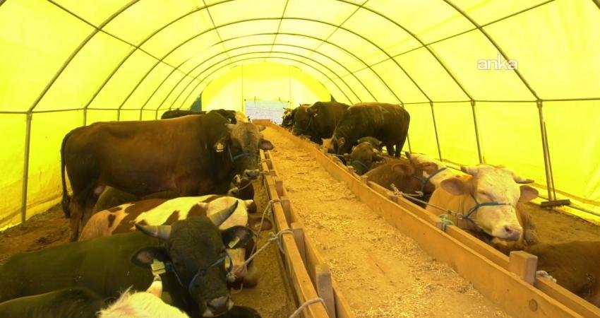Gıda Mühendisleri Odası’ndan Kurban Bayramı öncesinde bakanlık ve yerel yönetimlere “denetim” çağrısı TMMOB Gıda Mühendisleri Odası, Kurban Bayramında Tarım ve Orman Bakanlığı