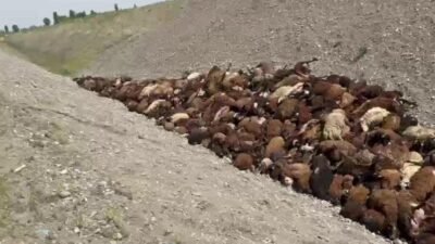 Iğdır'da yaylaya götürülen koyun sürüsü, arıların saldırısına uğradı. Panikle kaçan