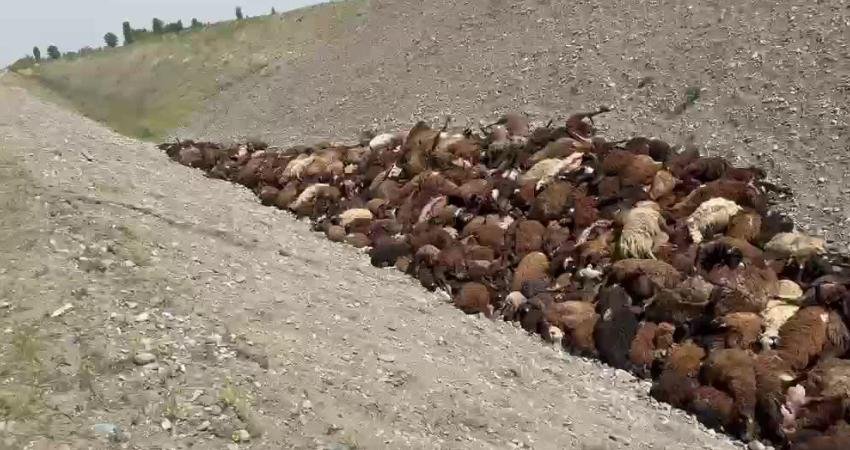 Iğdır'da yaylaya götürülen koyun sürüsü, arıların saldırısına uğradı. Panikle kaçan