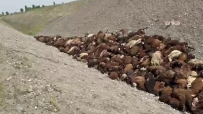 Iğdır'da arı saldırısından kaçarken düştükleri kanalda ezilerek ölen koyun sayısı