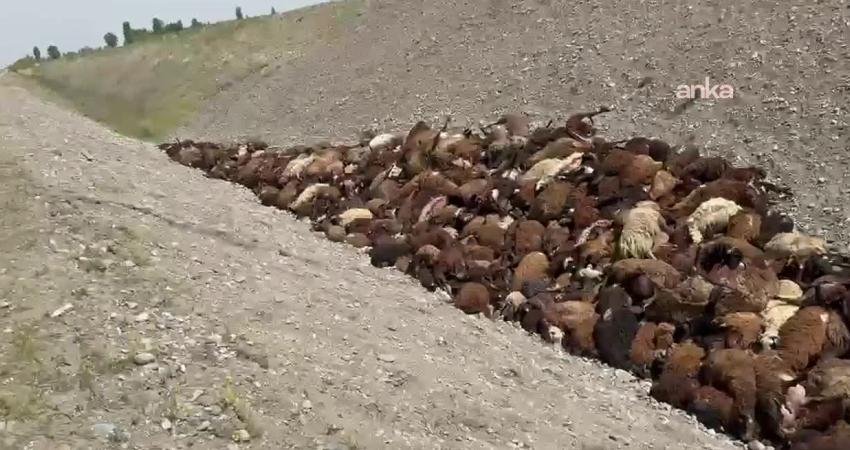 Iğdır'da arı saldırısından kaçarken düştükleri kanalda ezilerek ölen koyun sayısı