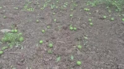 Iğdır’da akşam saatlerinde etkili olan rüzgar ve fırtına, bazı evlerin