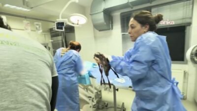 İzmir Büyükşehir Belediyesi Doğal Yaşam Parkı’nda veteriner hekimler, sezaryenle doğan