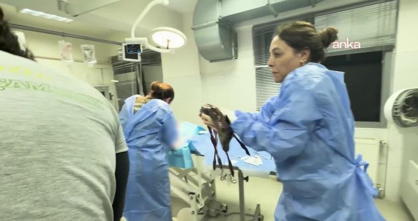 İzmir Büyükşehir Belediyesi Doğal Yaşam Parkı’nda veteriner hekimler, sezaryenle doğan