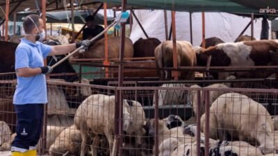 İzmir’de kurban satış yerlerinde karasineklerle mücadele İzmir Büyükşehir Belediyesi, Kurban Bayramı öncesinde kurban satış ve kesim