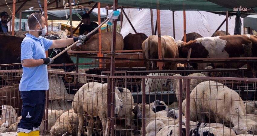 İzmir’de kurban satış yerlerinde karasineklerle mücadele İzmir Büyükşehir Belediyesi, Kurban Bayramı öncesinde kurban satış ve kesim