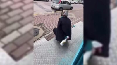 Kocaeli'nin Karamürsel ilçesinde, sokak kedisinin yüzüne sıvı deterjan sıktığının belirlenmesinin