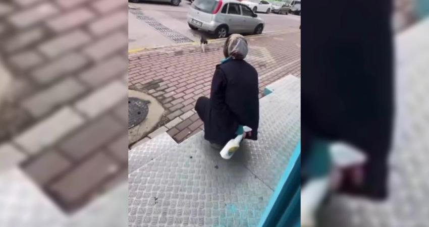 Kocaeli'nin Karamürsel ilçesinde, sokak kedisinin yüzüne sıvı deterjan sıktığının belirlenmesinin