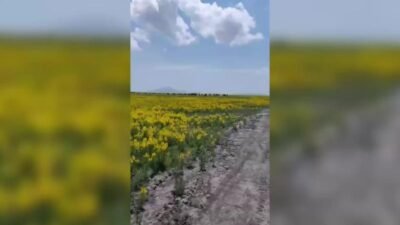 Dünyada yalnızca Eber Gölü ve Akşehir Gölü çevresinde yetişen, koparılmasının