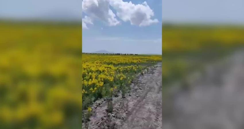 Dünyada yalnızca Eber Gölü ve Akşehir Gölü çevresinde yetişen, koparılmasının