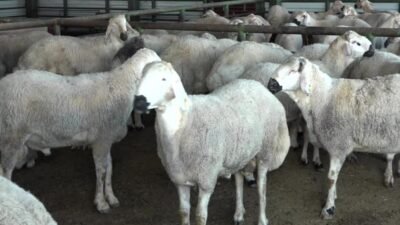 Kurban Bayramı öncesinde Malatya Hayvan Pazarı’nda hareketlilik artarken, Tarım ve